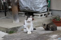 まいど、いらっしゃいませ♪