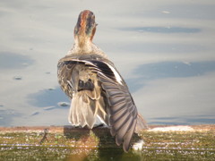 のび～～～～～