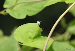 ちっちゃ！