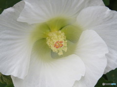 白芙蓉