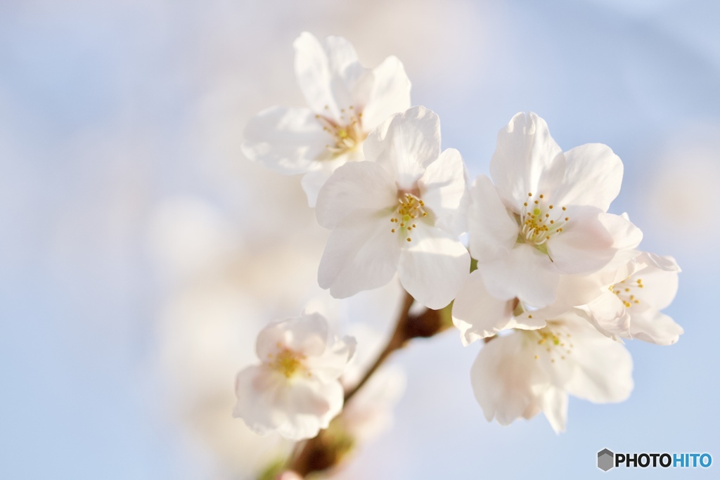 一気に開花