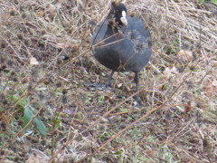 陸にあがった水鳥