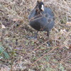 陸にあがった水鳥
