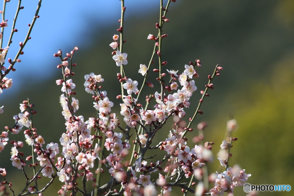 風は冷たくとも