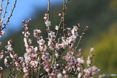 風は冷たくとも