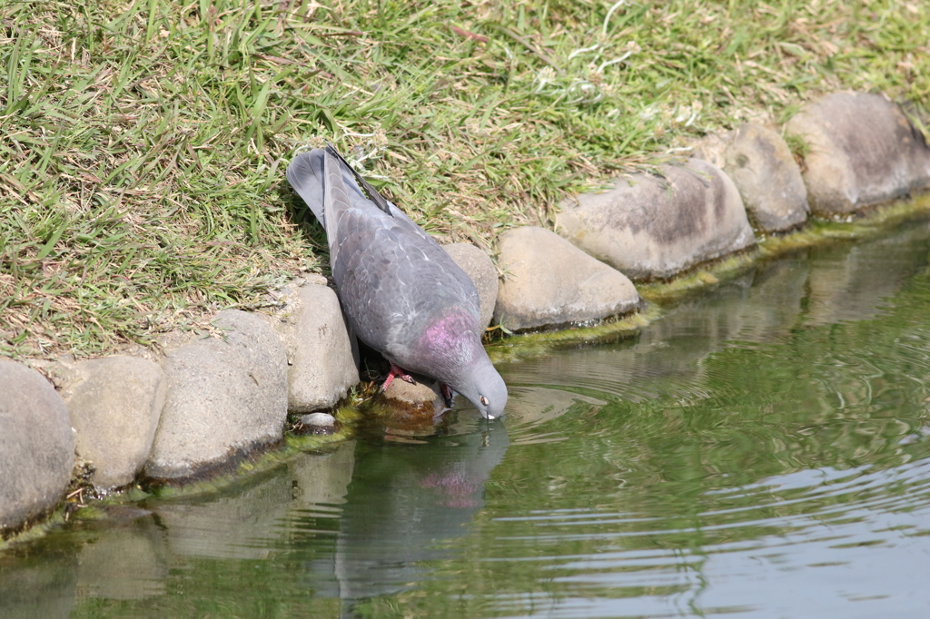 暑くなったから、水分補給も大切