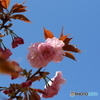 牡丹桜