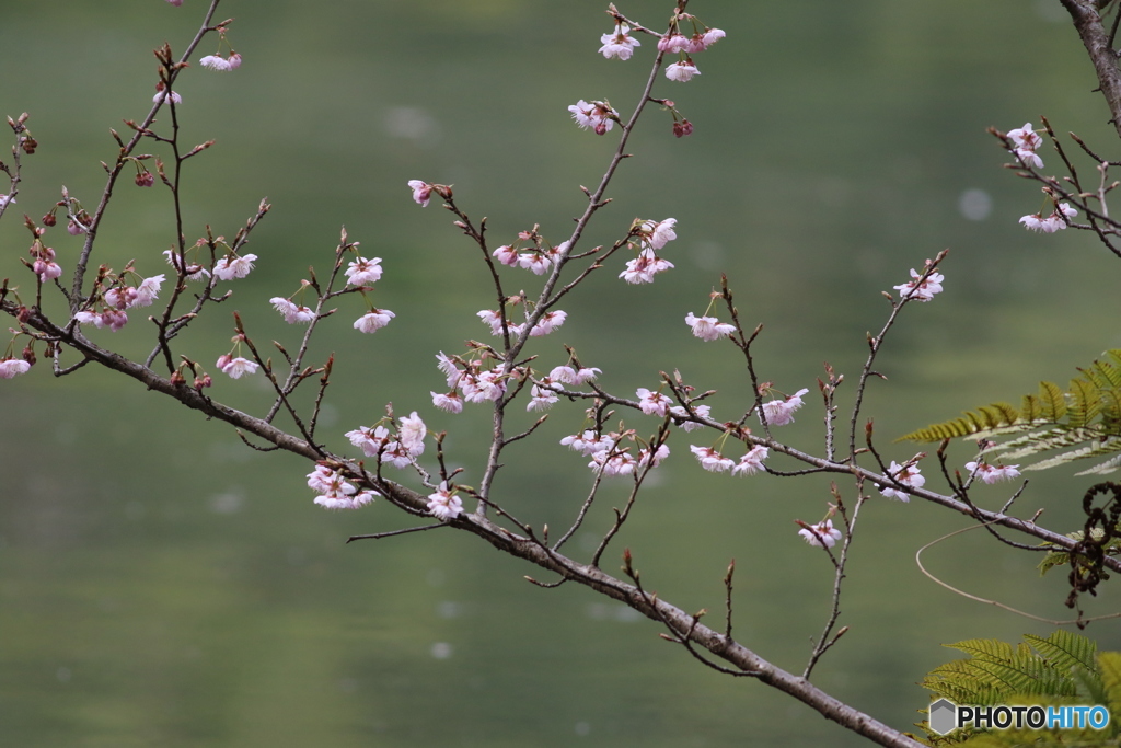 早咲き桜　実