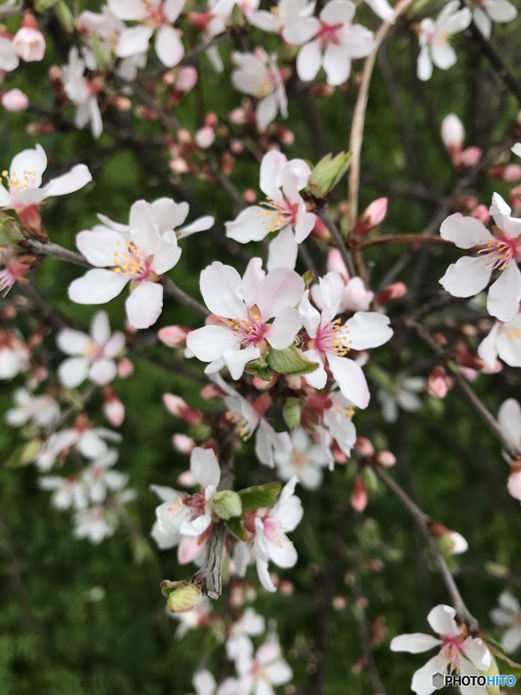 スマホ写ん歩　１