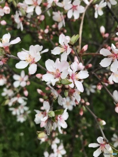 スマホ写ん歩　１