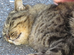 よしよし