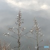 晩秋の空