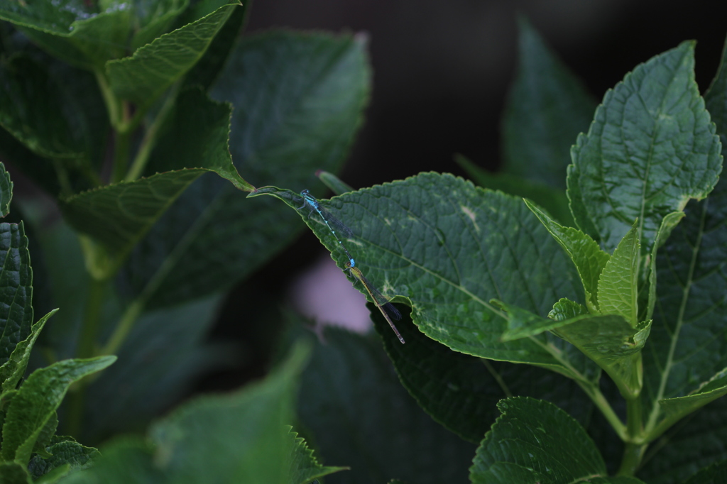 でも、めげずに・・・