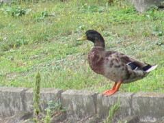 この方の上にも秋は深まって