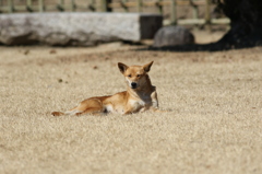 こまったねぇ・・・