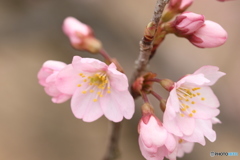啓翁桜