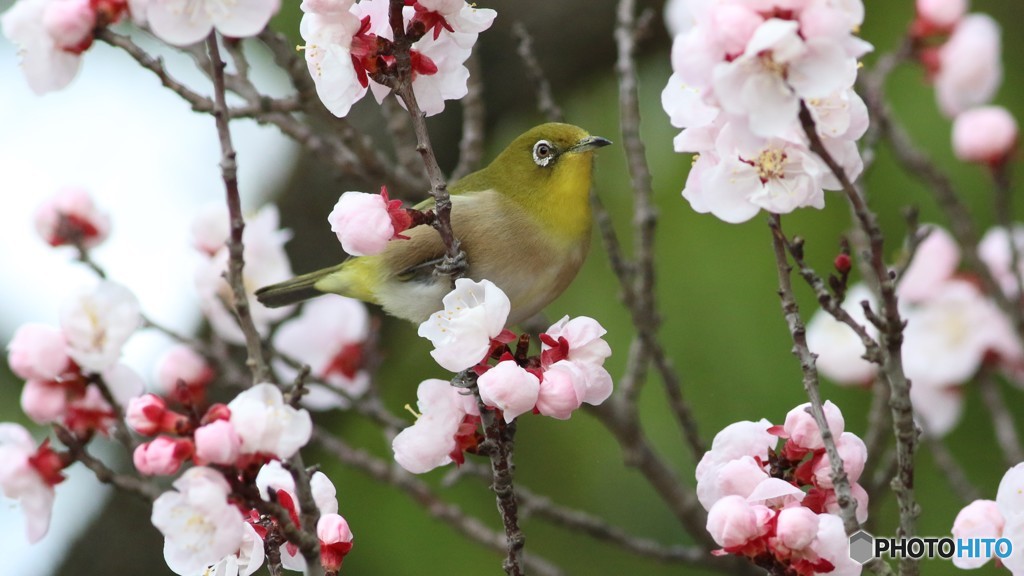 ウメジロー