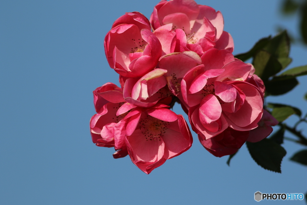 冬の薔薇