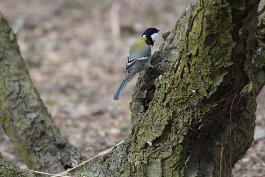 お食事風景：シジュウカラ