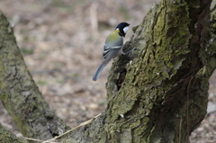 お食事風景：シジュウカラ
