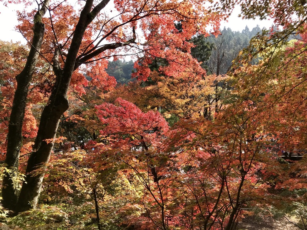 紅葉＠スマホ