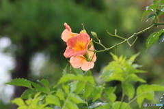 夏が過ぎて・・・