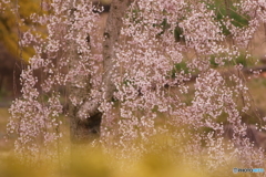 お山の枝垂桜