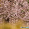 お山の枝垂桜