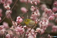 今日のウメジロー