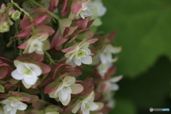 柏葉紫陽花