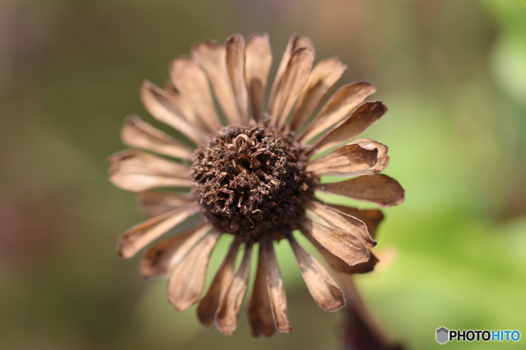 美しいままに・・・