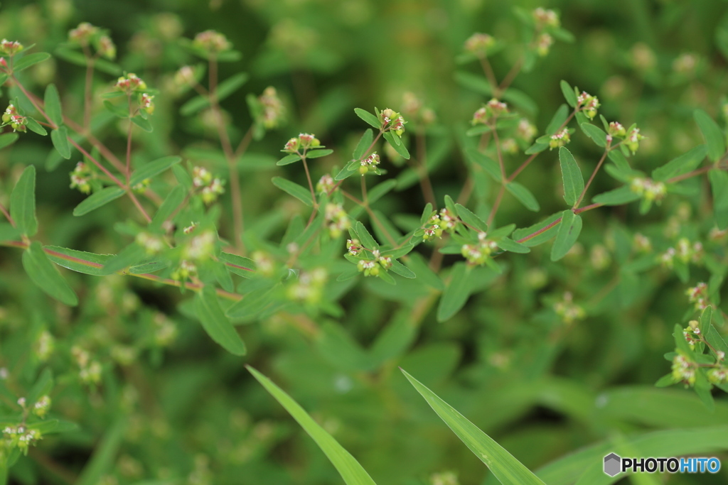 名前あるのかなぁ