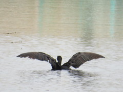 黒鳥の湖②　お手本♪
