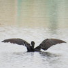 黒鳥の湖②　お手本♪