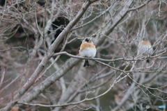 こちらもぷっくり