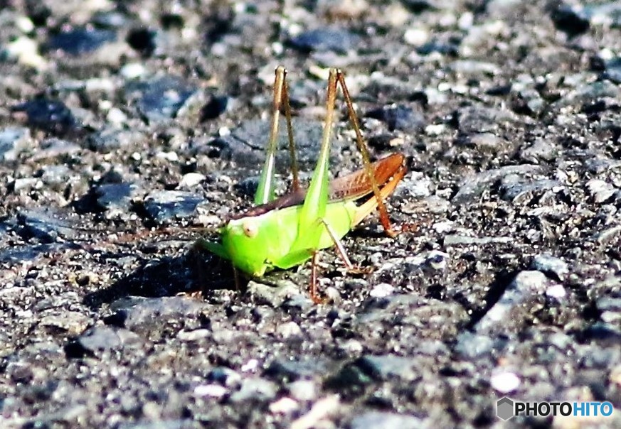 翅・・・ある、よね・・・