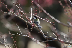 春よ来い♪