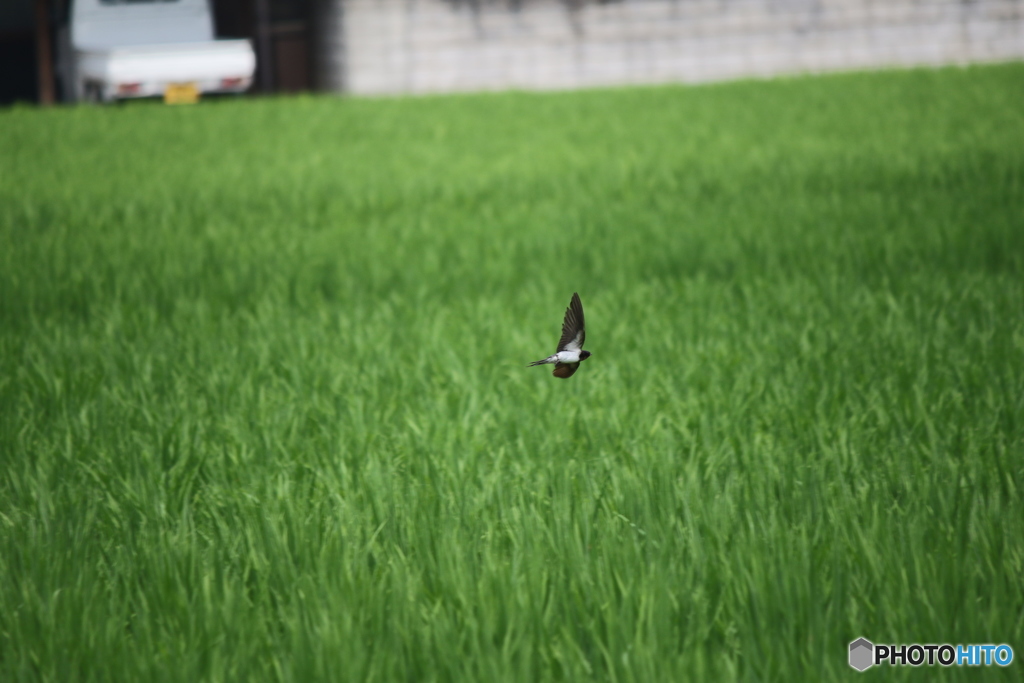 夏の田んぼに