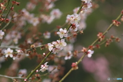 梅
