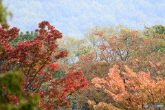 秋模様に響く