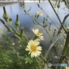 スマホ写ん歩♪