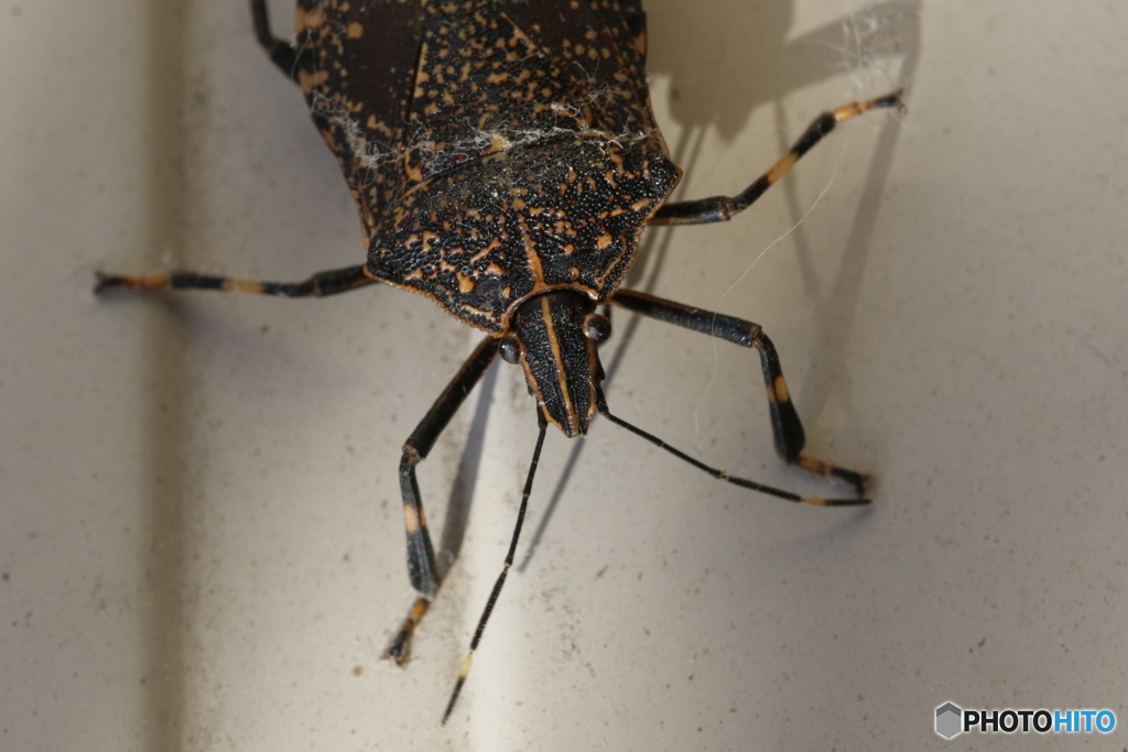 あのぉ、ゴミついてますが