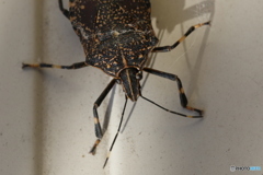 あのぉ、ゴミついてますが