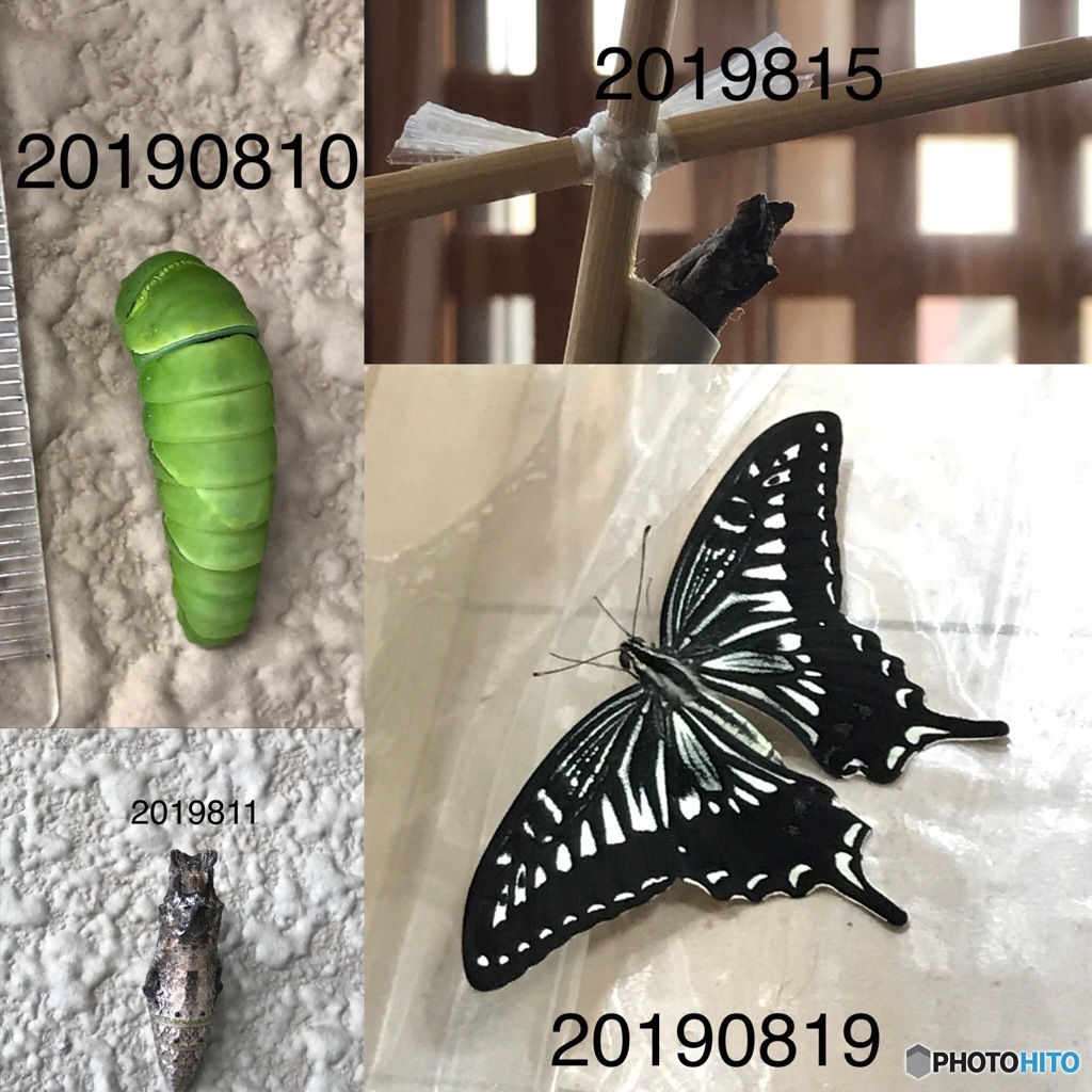 あっという間だった
