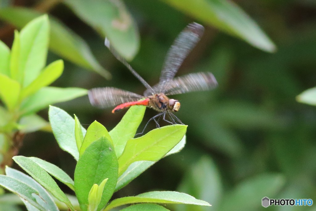 プロペラ回転♪