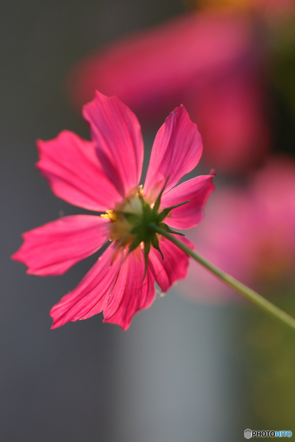 秋桜