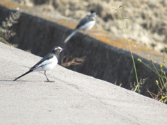 さあ、どうする？飛ぶ？