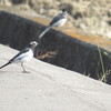 さあ、どうする？飛ぶ？