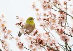 ウメジロー２