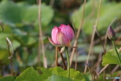 ため池に咲く